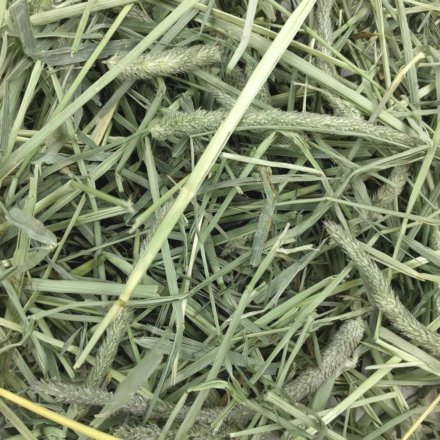 Western Timothy Hay, Guinea Pig Hay, Small Pet Bunny Supplies, All Natural Grass for Guinea Pig, Bunny, Chinchilla & Hamster, Rabbit Supplies for Bunnies, 9 Lb Box