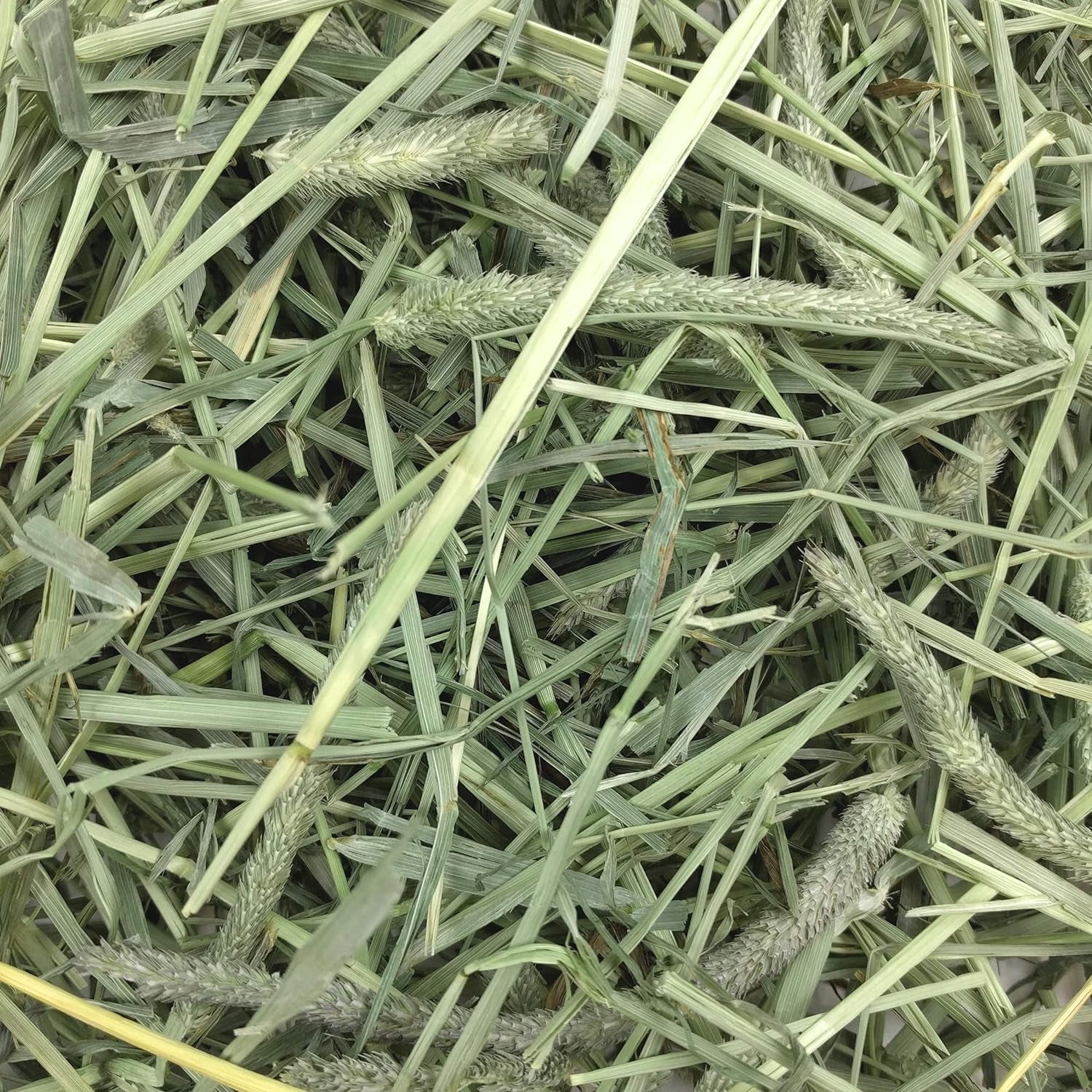 Western Timothy Hay, Guinea Pig Hay, Small Pet Bunny Supplies, All Natural Grass for Guinea Pig, Bunny, Chinchilla & Hamster, Rabbit Supplies for Bunnies, 9 Lb Box