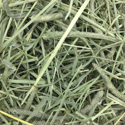 Western Timothy Hay, Guinea Pig Hay, Small Pet Bunny Supplies, All Natural Grass for Guinea Pig, Bunny, Chinchilla & Hamster, Rabbit Supplies for Bunnies, 9 Lb Box