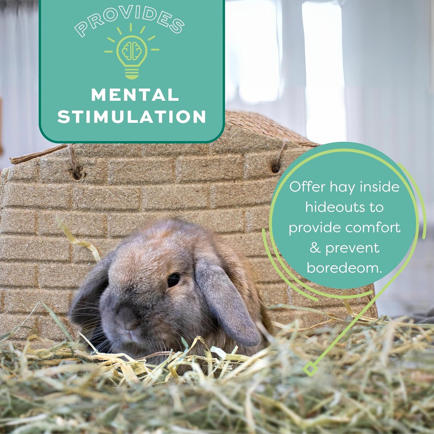 Western Timothy Hay, Guinea Pig Hay, Small Pet Bunny Supplies, All Natural Grass for Guinea Pig, Bunny, Chinchilla & Hamster, Rabbit Supplies for Bunnies, 9 Lb Box
